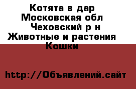 Котята в дар - Московская обл., Чеховский р-н Животные и растения » Кошки   
